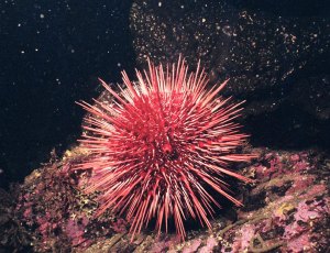 sea-urchin-04